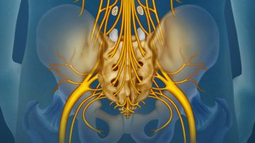 media 1 Kauda Equina Sendromu Nedir ve Nasıl Tedavi Edilir?