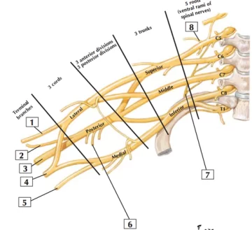 pPskM 1YQQgAgpNR6wGVDg Çocuklarda Brakial Pleksus Bozukluğu ve Robotik Rehabilitasyonun Önemi