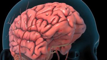 inline image preview Anoksik Beyin Hasarı Sonrası Fizik Tedavi